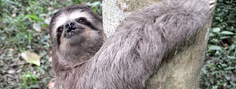 Zoológico de Volta Redonda funciona normalmente no Carnaval - Revista Por  Aqui