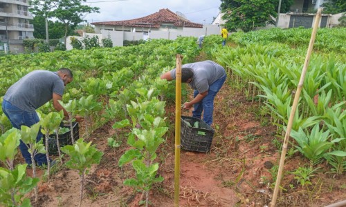 Horta comunitária em Itaperuna complementa a alimentação de muitas famílias