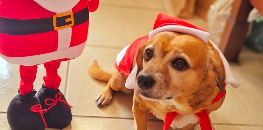 Barra Mansa promove evento especial de Natal para tutores e seus pets neste sábado
