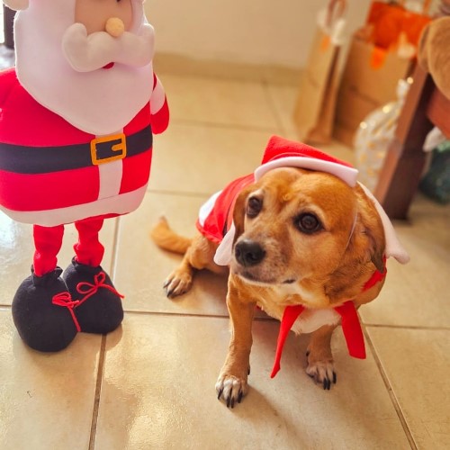 Barra Mansa promove evento especial de Natal para tutores e seus pets neste sábado