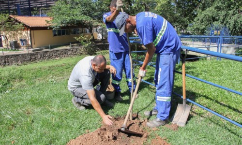 Plantio de ipês-amarelos vai colorir o bairro Ano Bom
