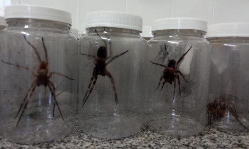 Instituto Butantan faz coleta de aranhas na INB em Resende para produção de soros