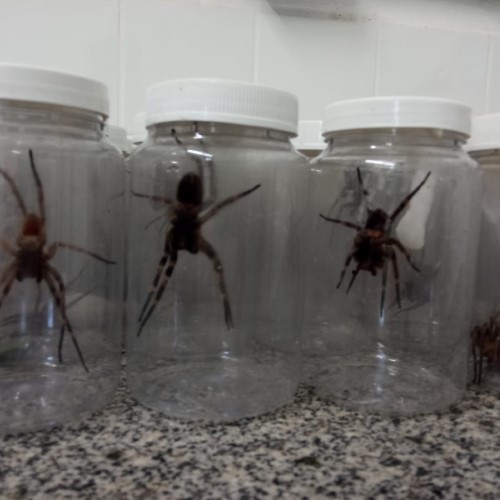 Instituto Butantan faz coleta de aranhas na INB em Resende para produção de soros