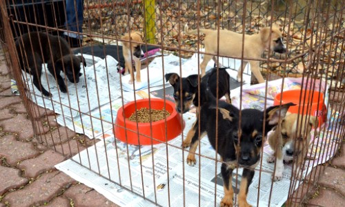 Feira de adoção de cães e gatos acontece em Resende neste sábado, 30