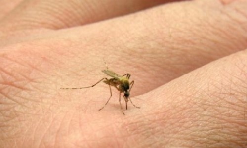 Ministério da Saúde usa nova tecnologia para combater o Aedes aegypti