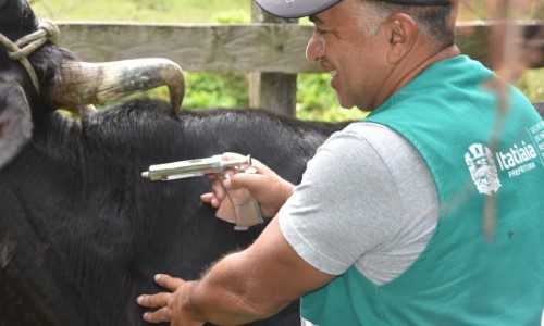 Pecuaristas de Itatiaia ganham mais prazo para vacinar rebanho contra a Febre Aftosa