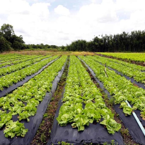 Piraí fortalece agricultura familiar e moderniza compras da merenda escolar