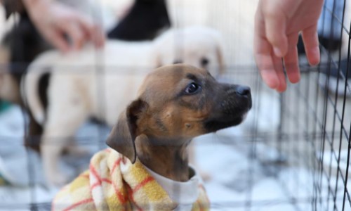 Animais são adotados na Feira de Adoção PET de Miguel Pereira