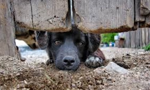 Maus tratos a animais gera multa em Volta Redonda