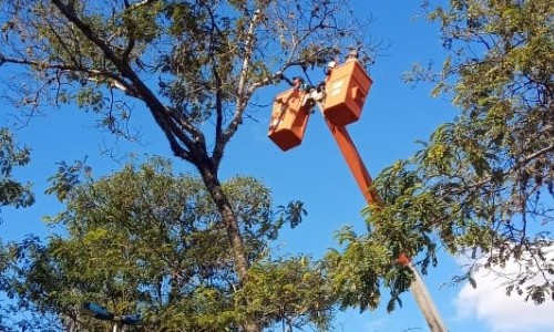    Meio Ambiente realizou mais de 1.700 podas de árvores em Volta Redonda