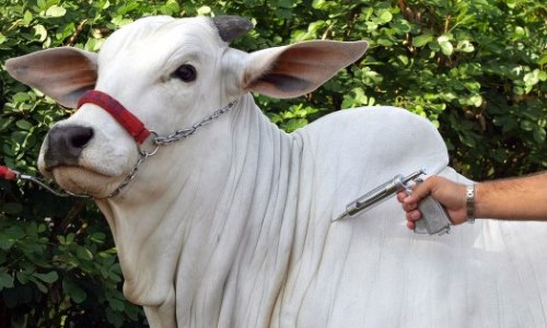 Campanha para vacinação contra brucelose bovina foi iniciada em Barra do Piraí