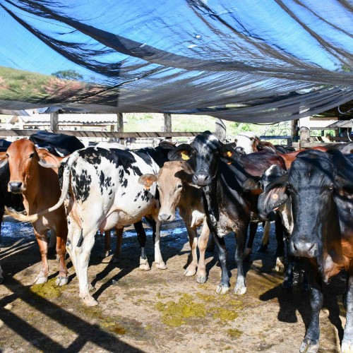 Resende avança na proteção do rebanho e registra crescimento na vacinação contra brucelose