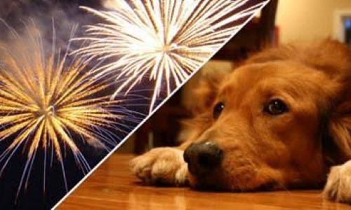 7 dicas para proteger seu cão dos fogos de artifício