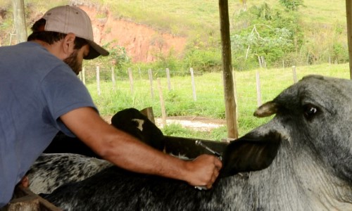 Febre Aftosa: Produtores rurais de Resende podem vacinar bovinos até dia 31