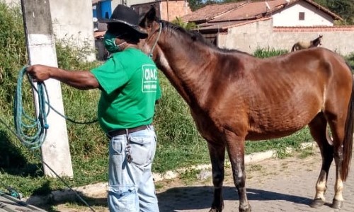 Cavalos soltos nas ruas de Resende serão resgatados