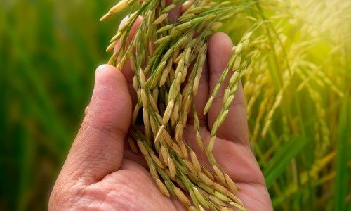 Governo Federal lança ação para fomentar produção de arroz da agricultura familiar