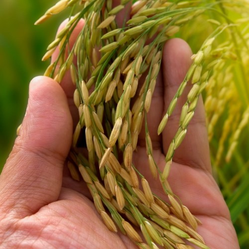 Governo Federal lança ação para fomentar produção de arroz da agricultura familiar