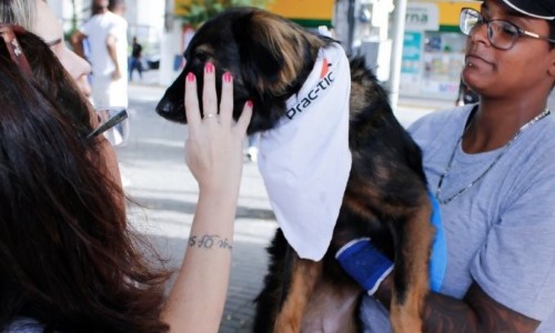 Barra do Piraí divulga números da Campanha de Prevenção aos Maus Tratos de Animais