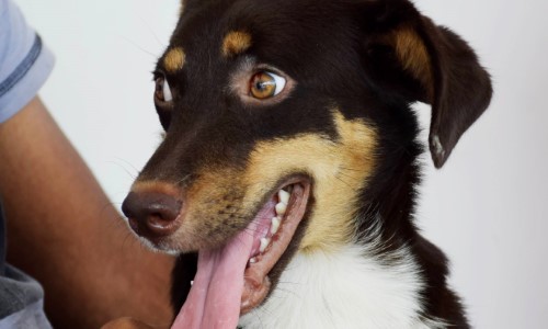 Hospital Veterinário Público de Resende retoma com visitação a partir do dia 28