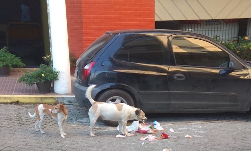 Moradores reclamam de transtornos causados por cães do UBM
