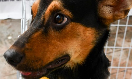Prefeitura de Resende promove Feira de Adoção de cães e gatos