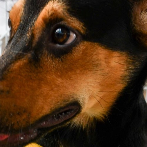 Prefeitura de Resende promove Feira de Adoção de cães e gatos