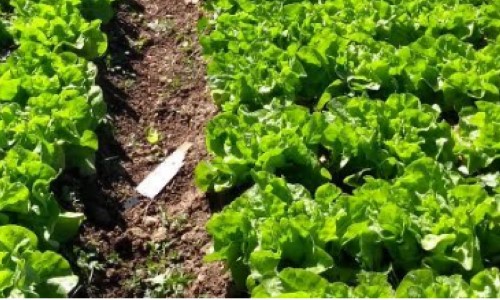 Horta Municipal de Resende produz mais de dois mil pés de hortaliças por mês