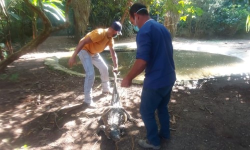 Zoológico Municipal de Volta Redonda recebe casal de jacarés