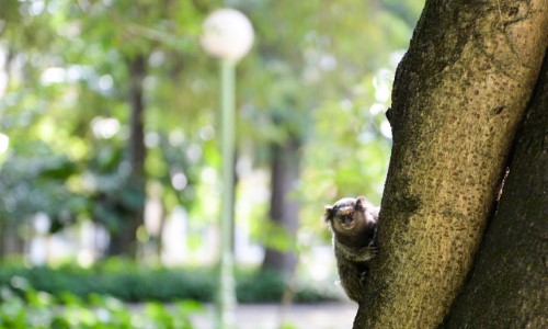 Jardim das Preguiças em Barra Mansa é reaberto ao público