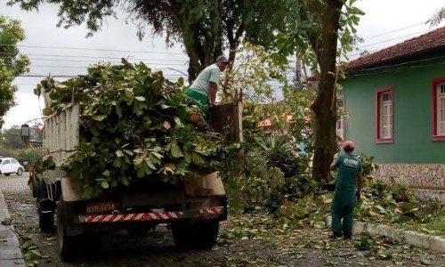 Quatis inicia manutenção permanente de árvores no Centro