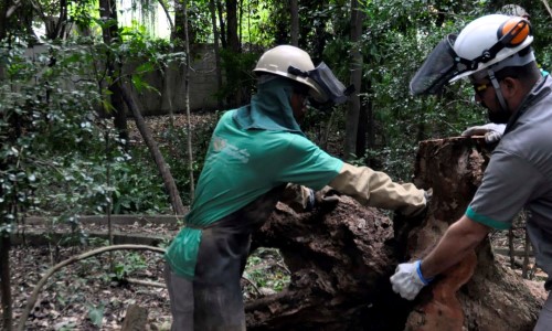 Prefeitura de BM revitaliza Parque Natural de Saudade