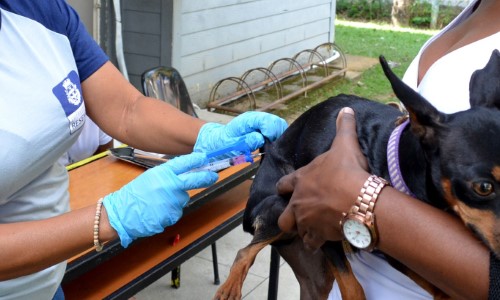 Prefeitura de Resende vacinará cães e gatos contra a raiva neste sábado